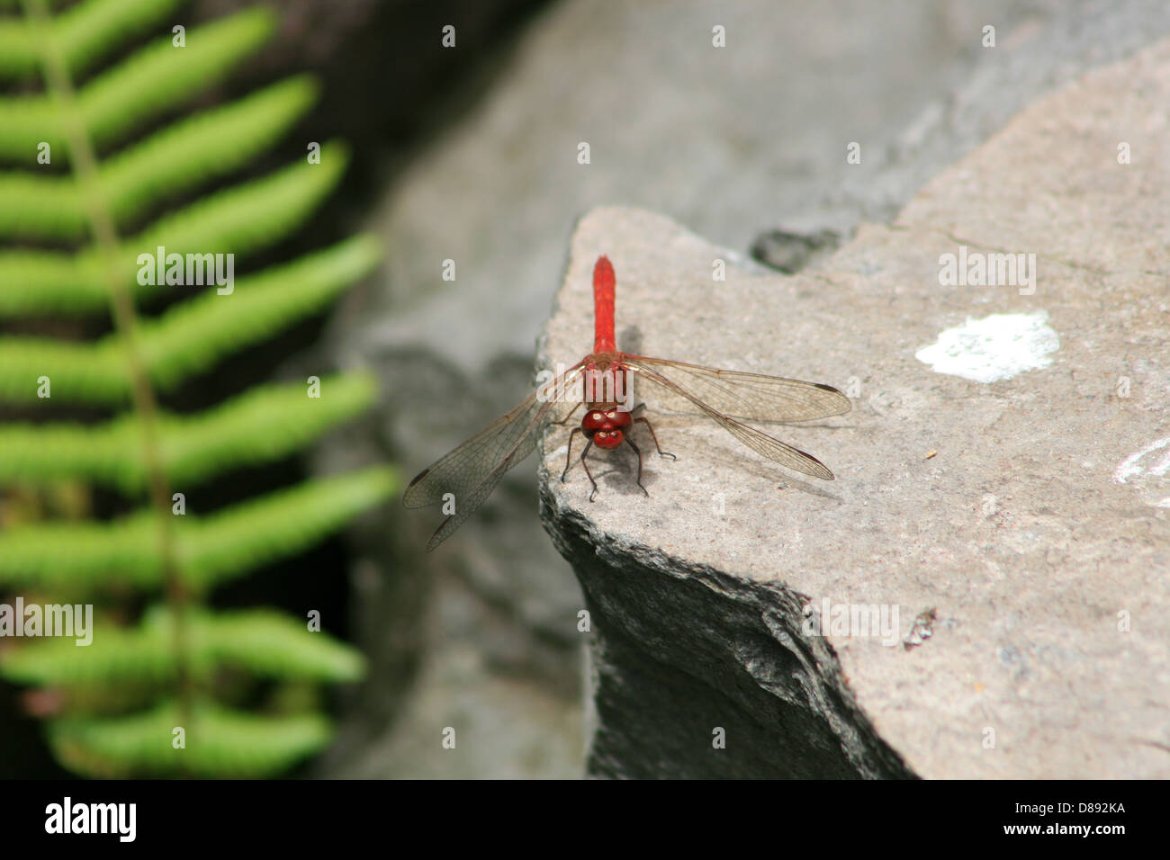 A red dragonfly standing on a rock in a park in Quito, Ecuador Stock ...