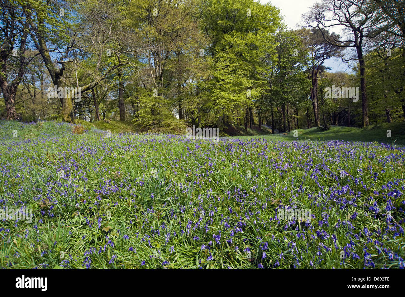 bluebells flowering at Blackbury Camp, a Devon Iron-age fort, with beech and oak trees in young leaf on a bright spring day Stock Photo