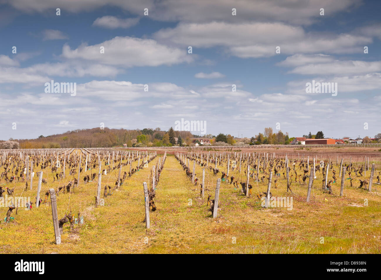 Vineyards near to Saint Aignan in France. Stock Photo