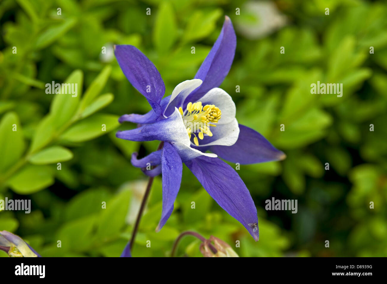 Aquilegia or Columbine flower. Stock Photo