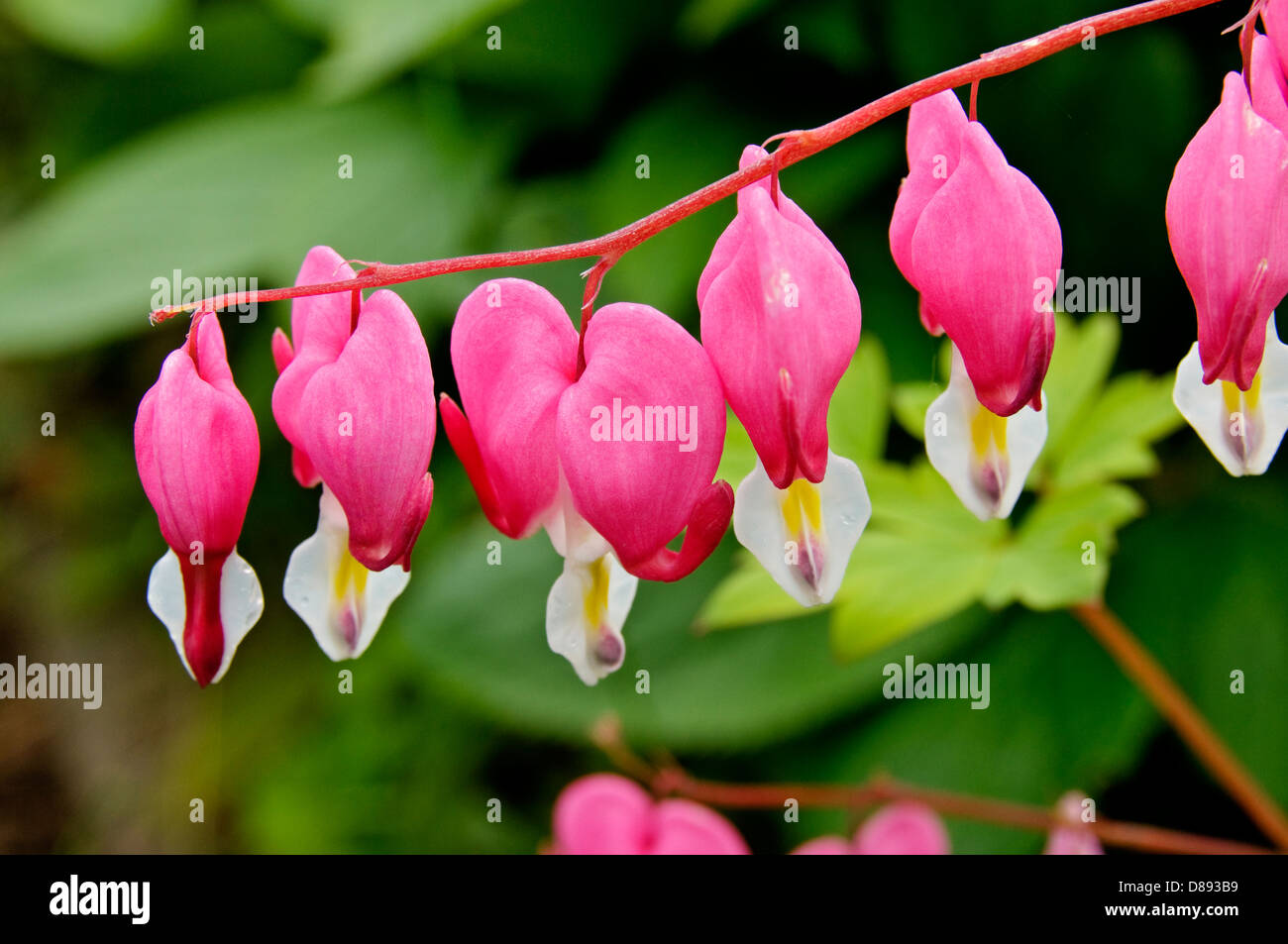 Bleeding Heart Flowers, lamprocapnos spectabilis. (formerly Dicentra spectabilis) Stock Photo