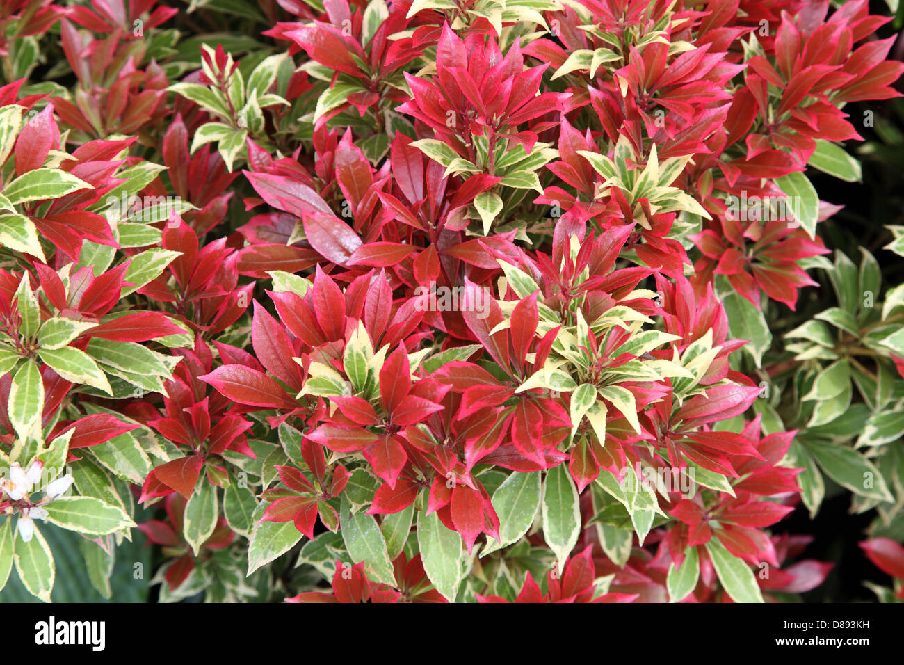 Pieris japonica carnaval Stock Photo