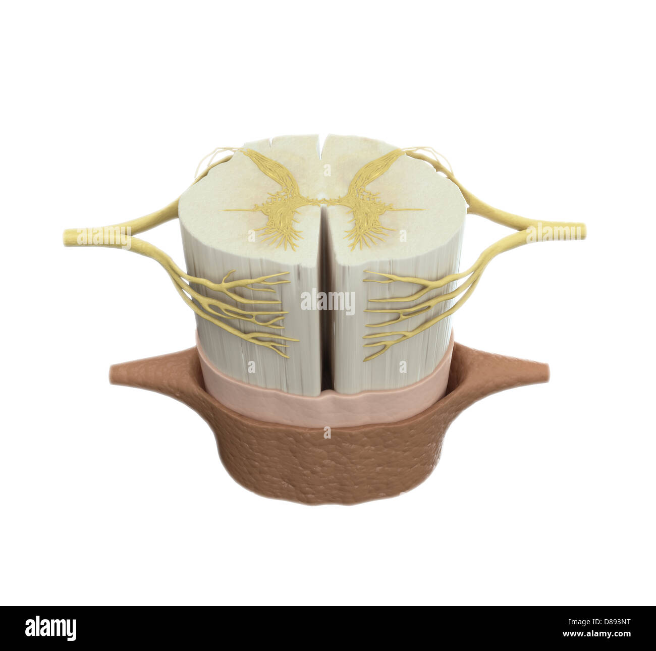 Spinal cord scientific medical illustration Stock Photo Alamy