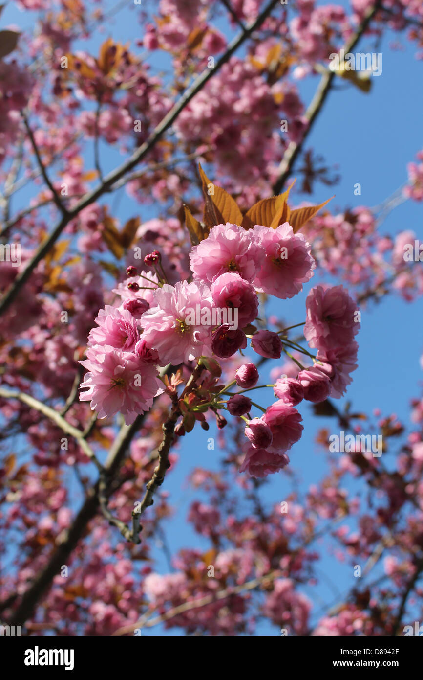 Pink cherry blossom in Spring Stock Photo - Alamy