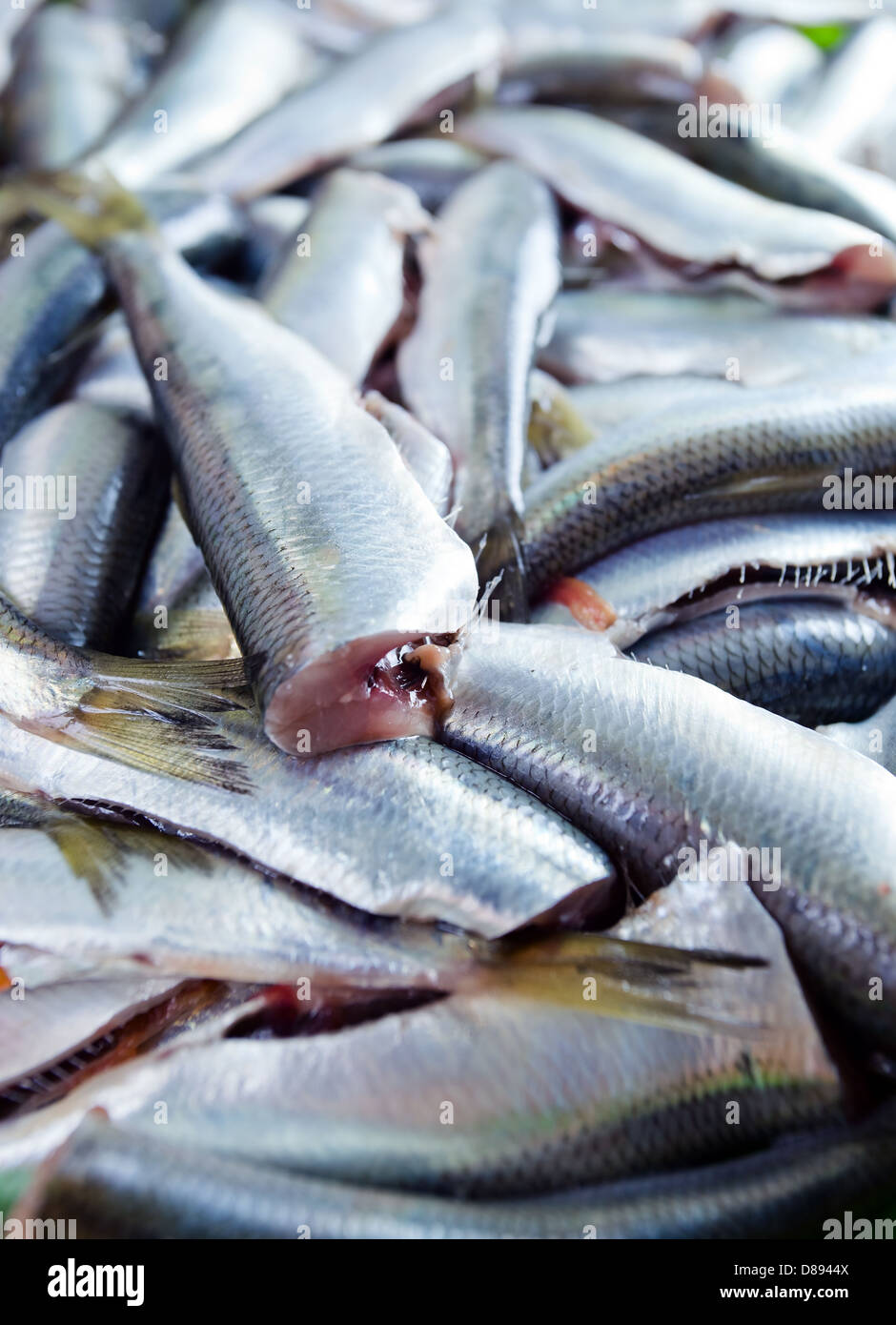 Fresh crude anchovies prepared for processing Stock Photo Alamy