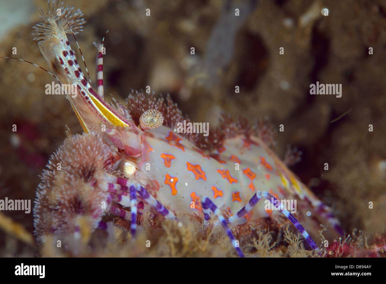 A Saron Shrimp from the family of the marbled shrimp. A very shy shrimp. Stock Photo