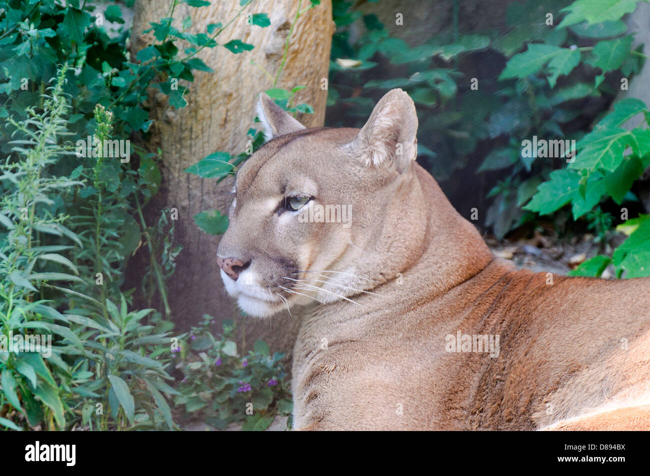 Puma argentina hi-res stock photography and images - Alamy