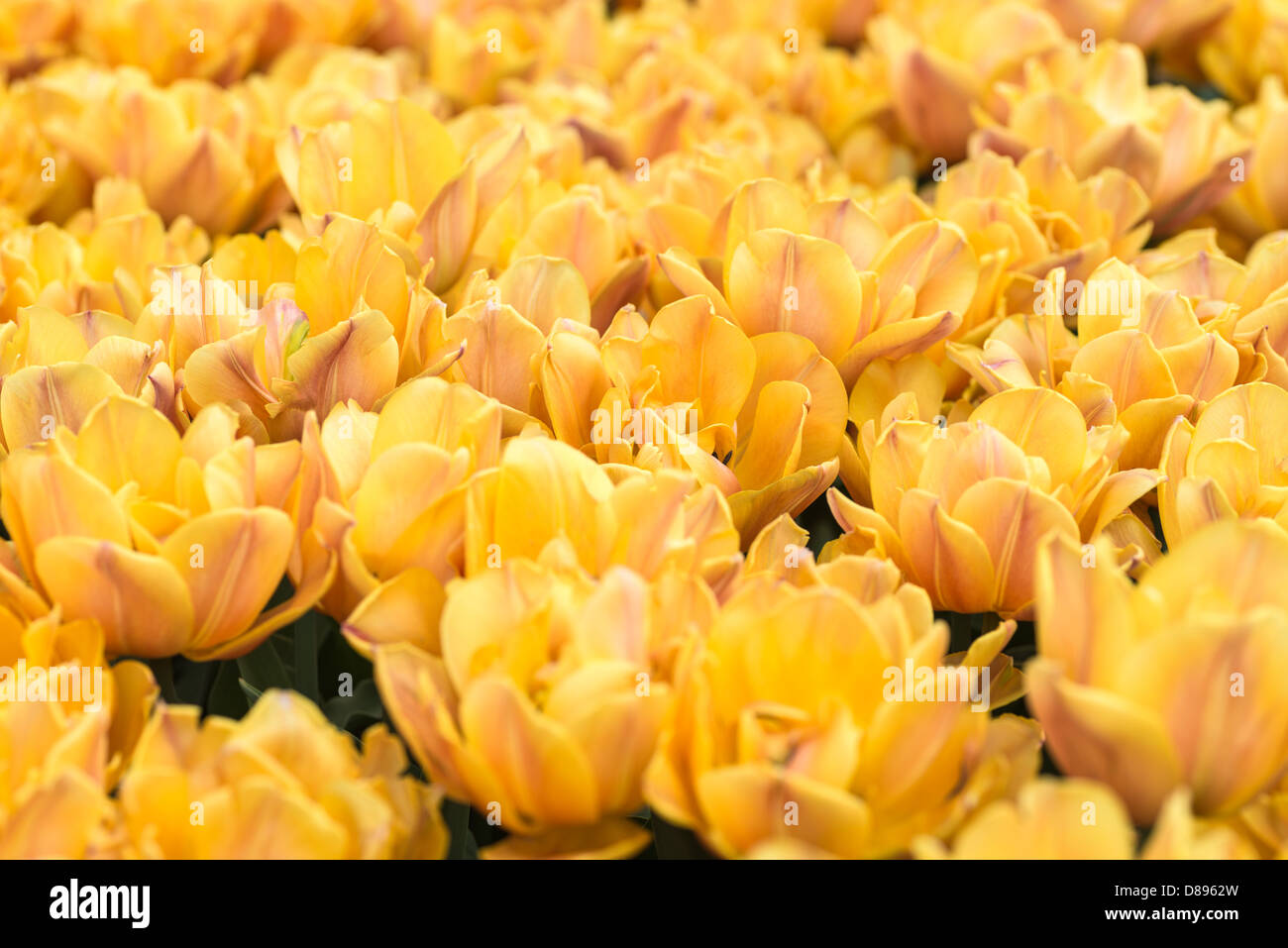 Flowers: group of fresh yellow tulips on flowerbed. Nice floral abstract background Stock Photo