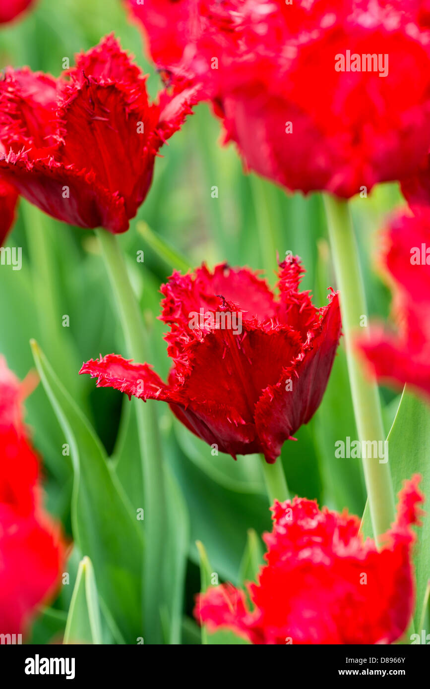 Flowers: group of fresh red tulips on flowerbed. Nice floral abstract background Stock Photo