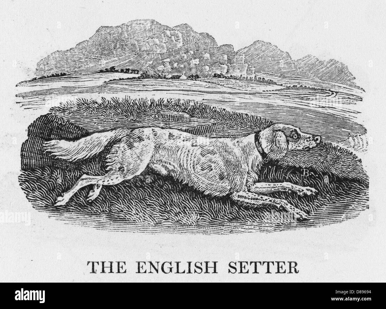English Setter Pointing Drawing