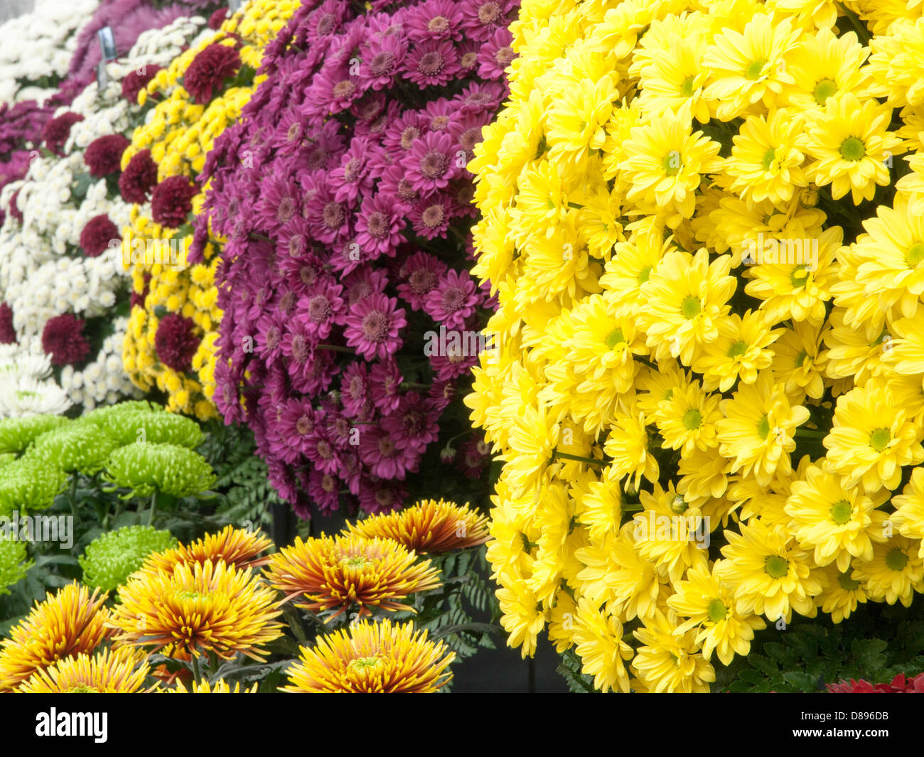 London, UK. 21st May 2013.  The vibrant Chrysanthemums in the floral pavilion London, UK. Credit:  Ian Thwaites / Alamy Live News Stock Photo