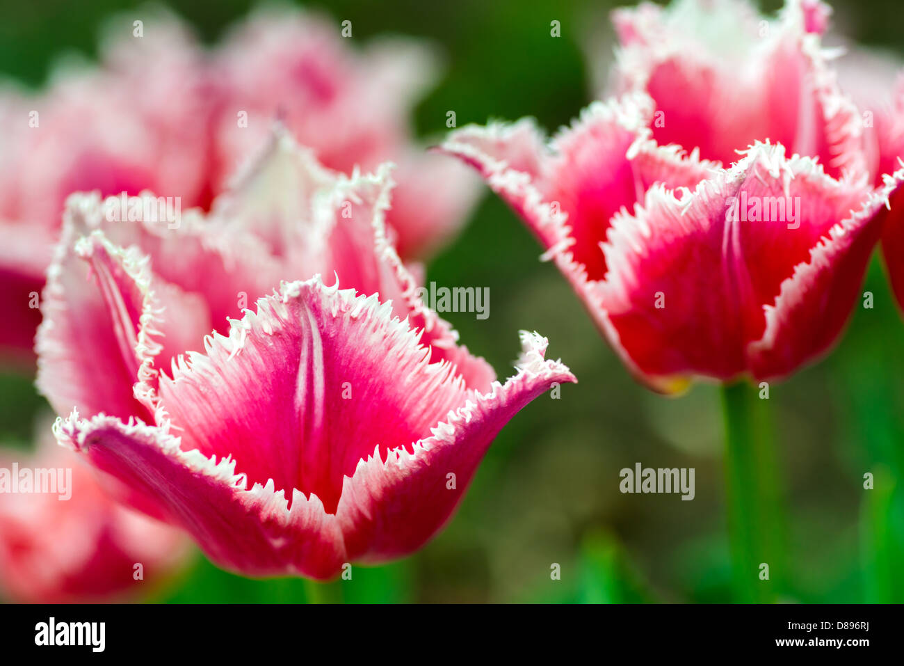 Flowers: two fresh red tulips on natural blurred background, low DOF, soft focus close-up shot. Stock Photo