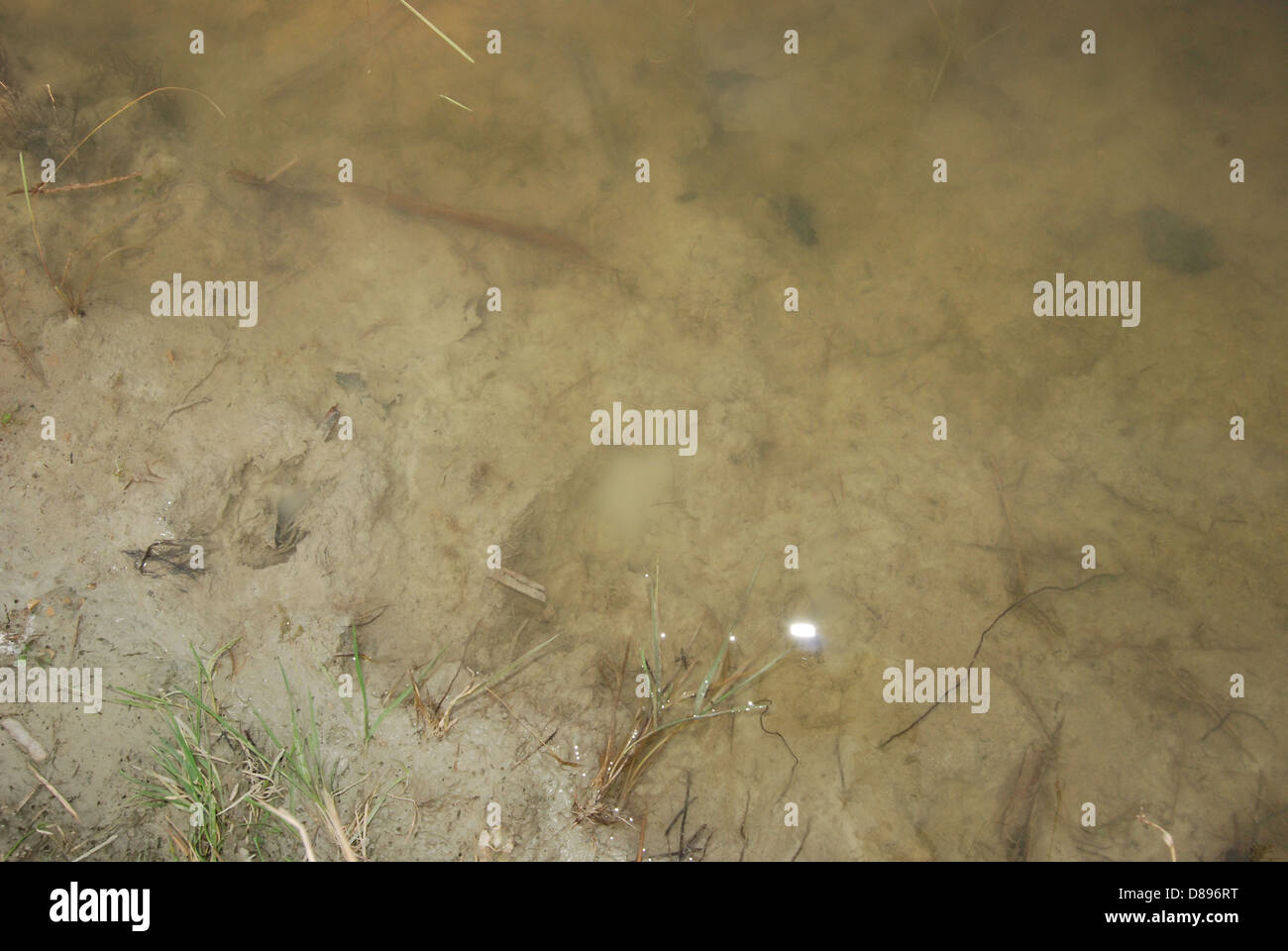 The murky water in a pond Stock Photo Alamy