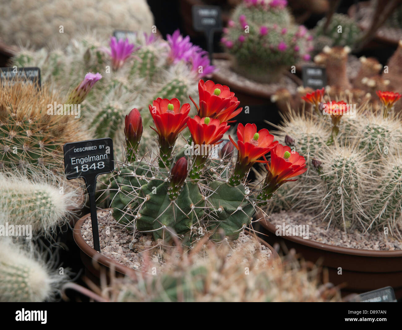 London, UK. 21st May 2013.  Wonderful flowering Cacti on the Southfields Cacti exhibit. London, UK. Credit:  Ian Thwaites / Alamy Live News Stock Photo