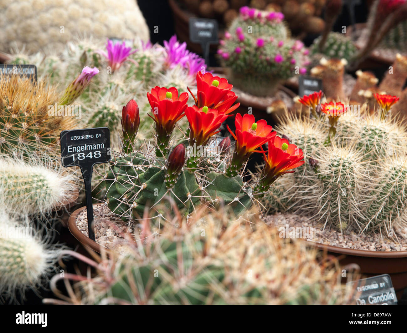 London, UK. 21st May 2013.  Wonderful flowering Cacti on the Southfields Cacti exhibit. London, UK. Credit:  Ian Thwaites / Alamy Live News Stock Photo