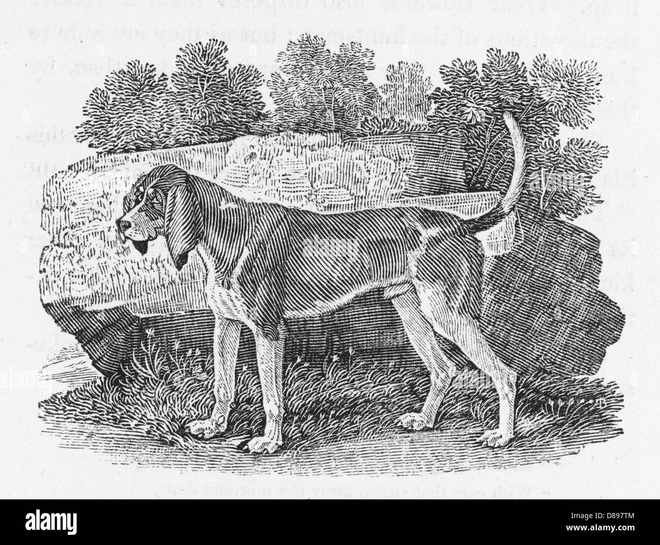 Old english hound Black and White Stock Photos & Images - Alamy