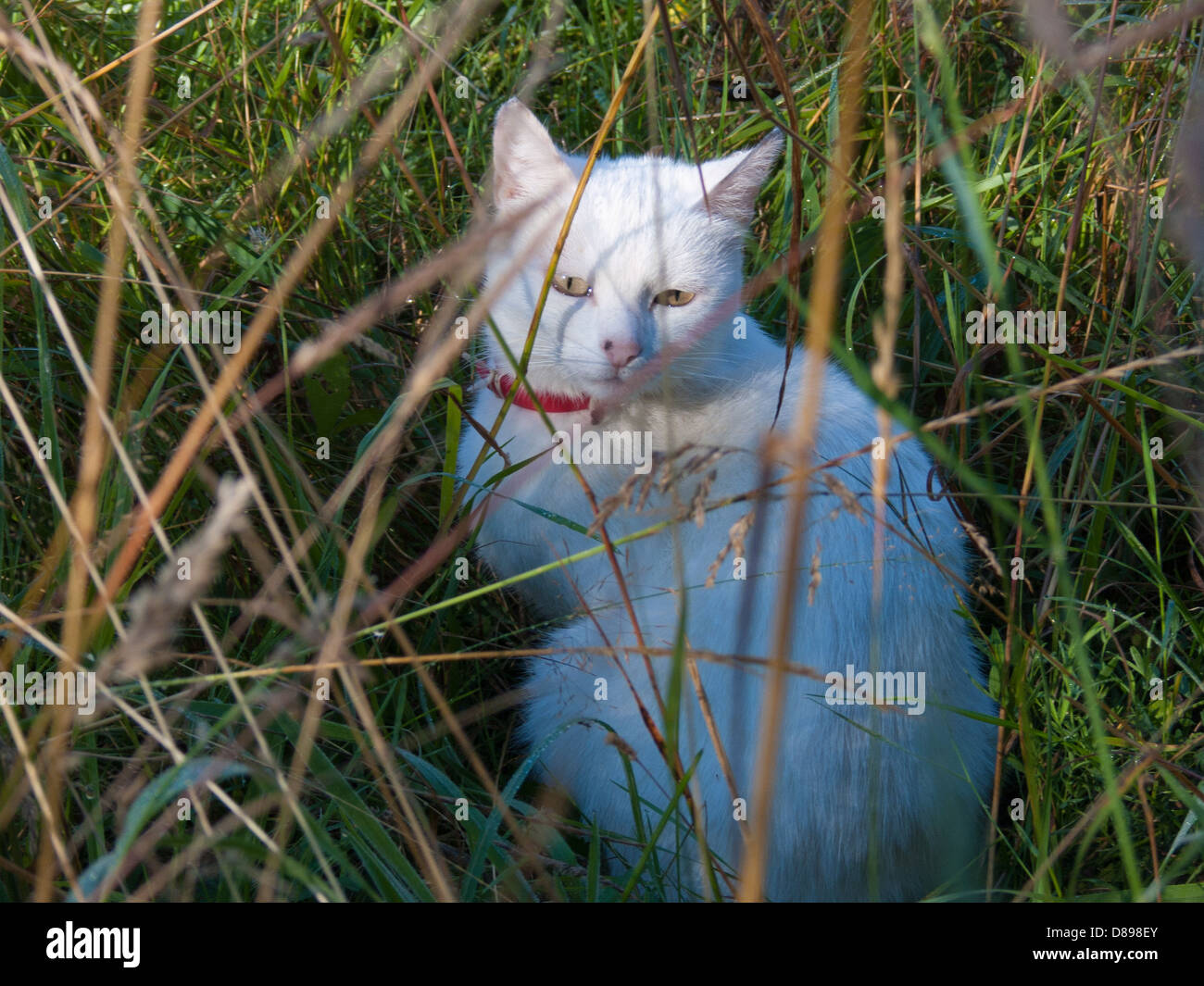 Cat grass hi-res stock photography and images - Alamy