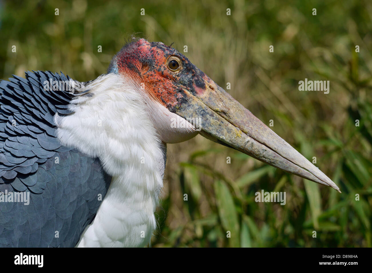 Profile portrait marabou stork (Leptoptilos crumeniferus) Stock Photo