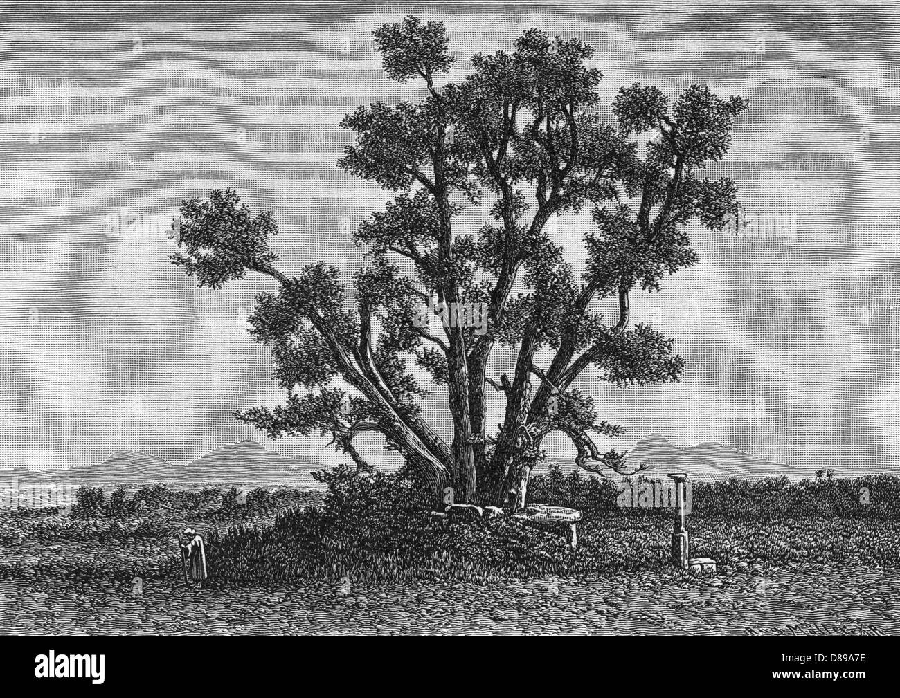 SACRED TREE OF BUDDHA Stock Photo