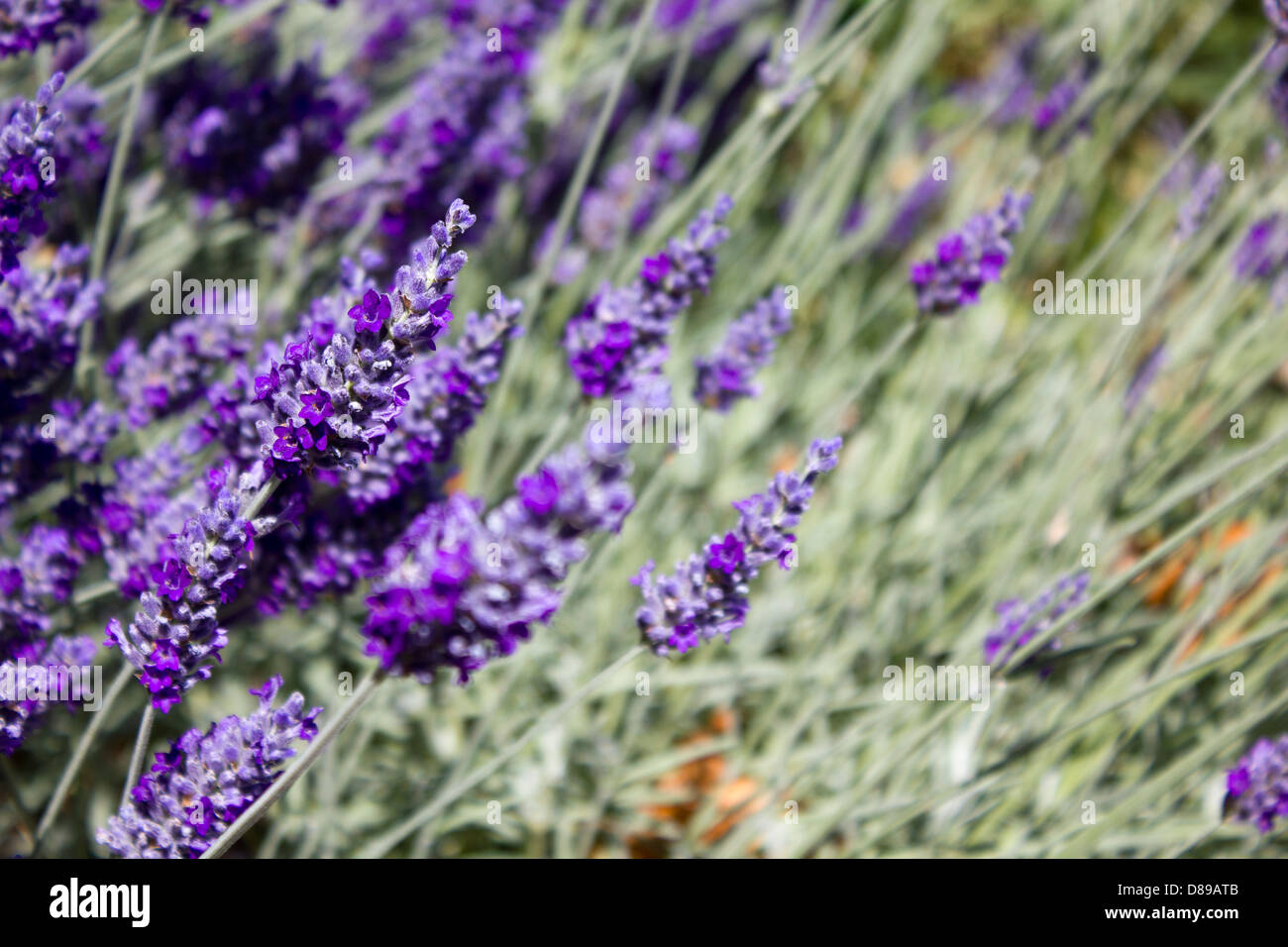 Lavender crop in full bloom Stock Photo Alamy