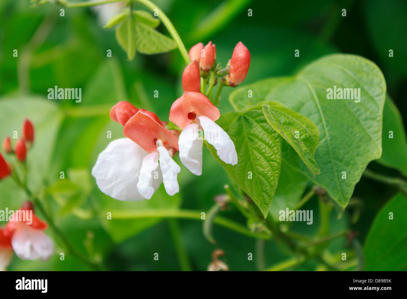 Flowers of Runner Beans in full bloom. Stock Photo