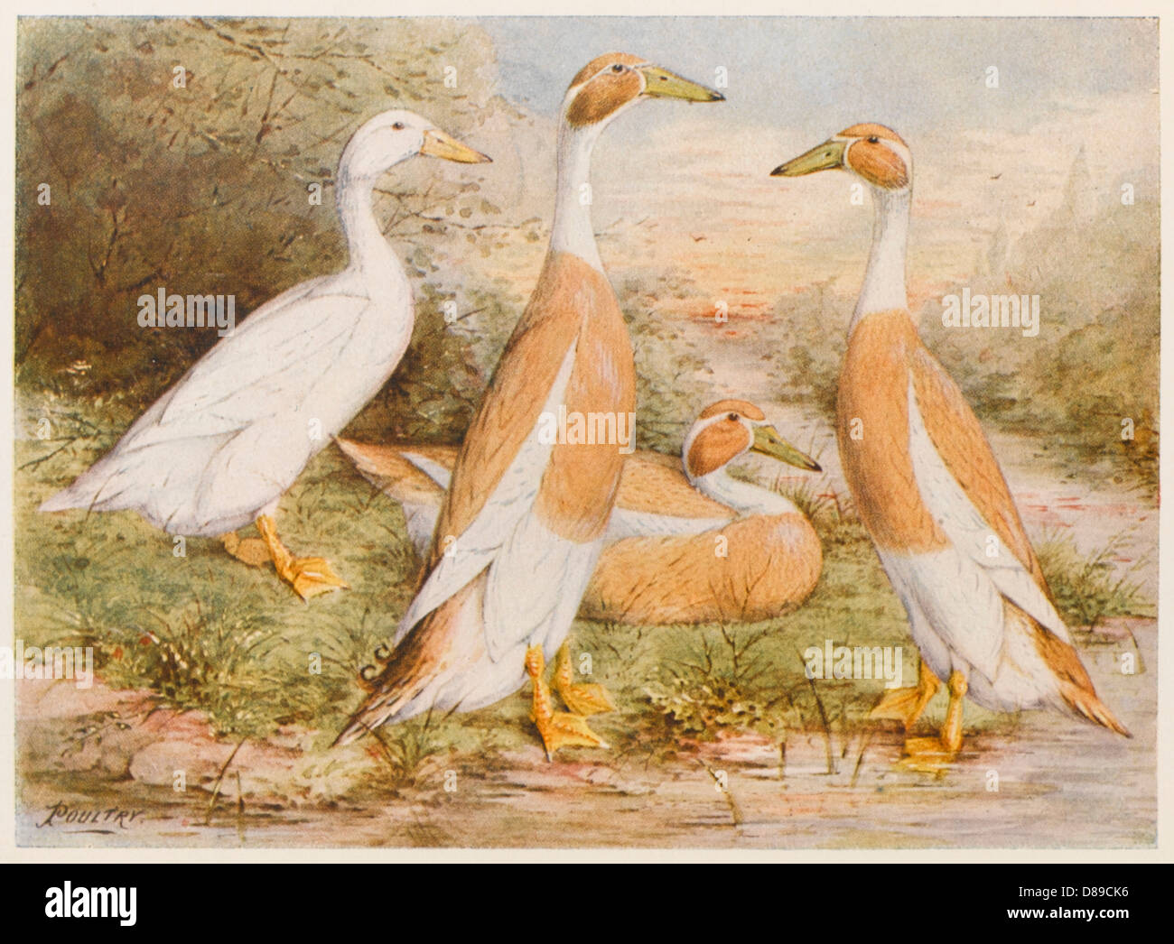 RUNNER EGG DUCKS Stock Photo Alamy