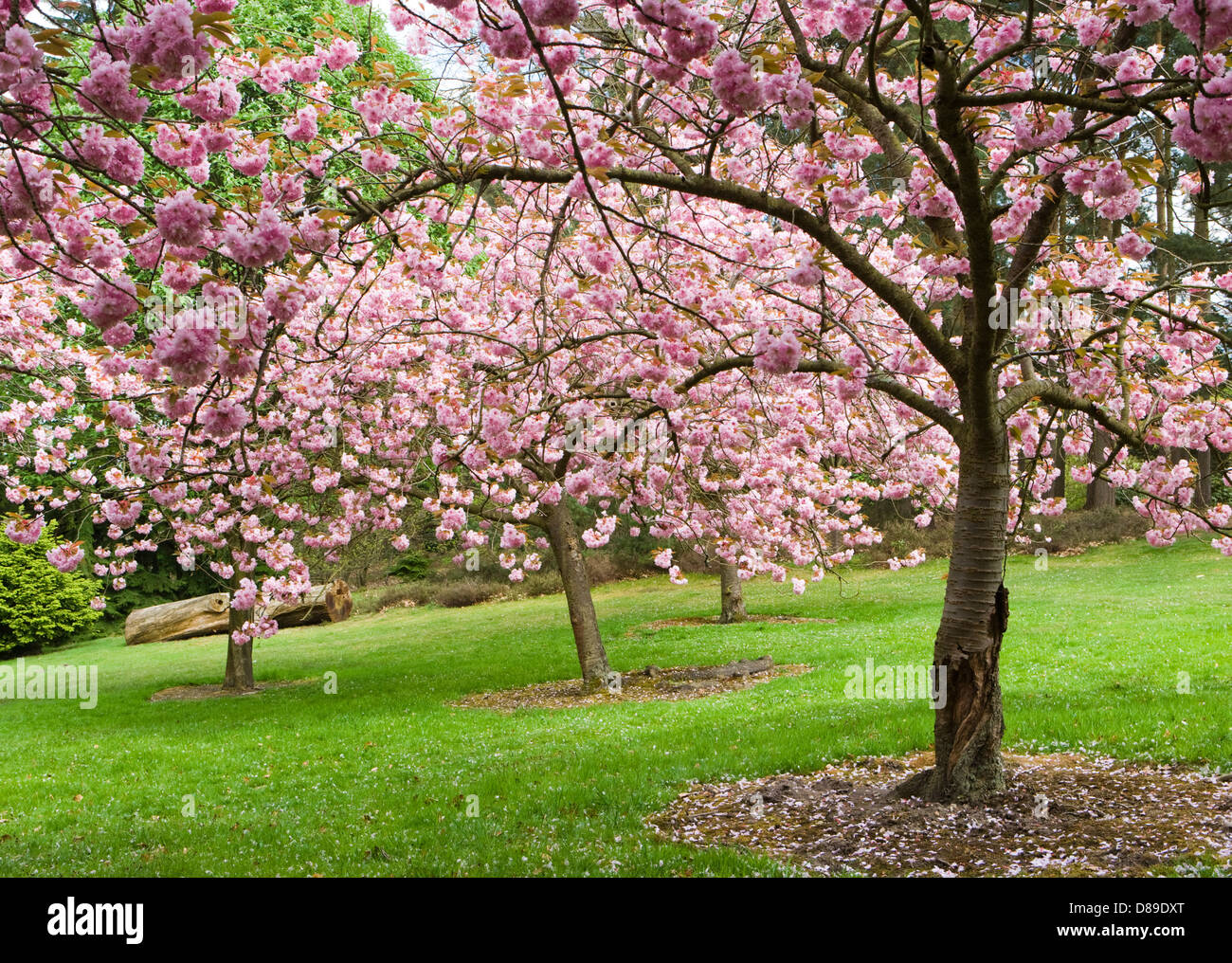 Flowering cherry trees. UK Stock Photo Alamy