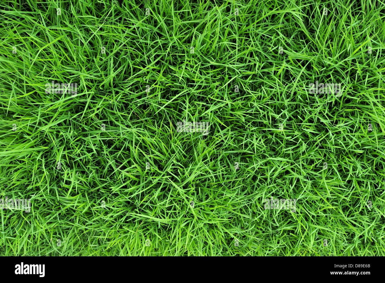 Grass plant hi-res stock photography and images - Alamy
