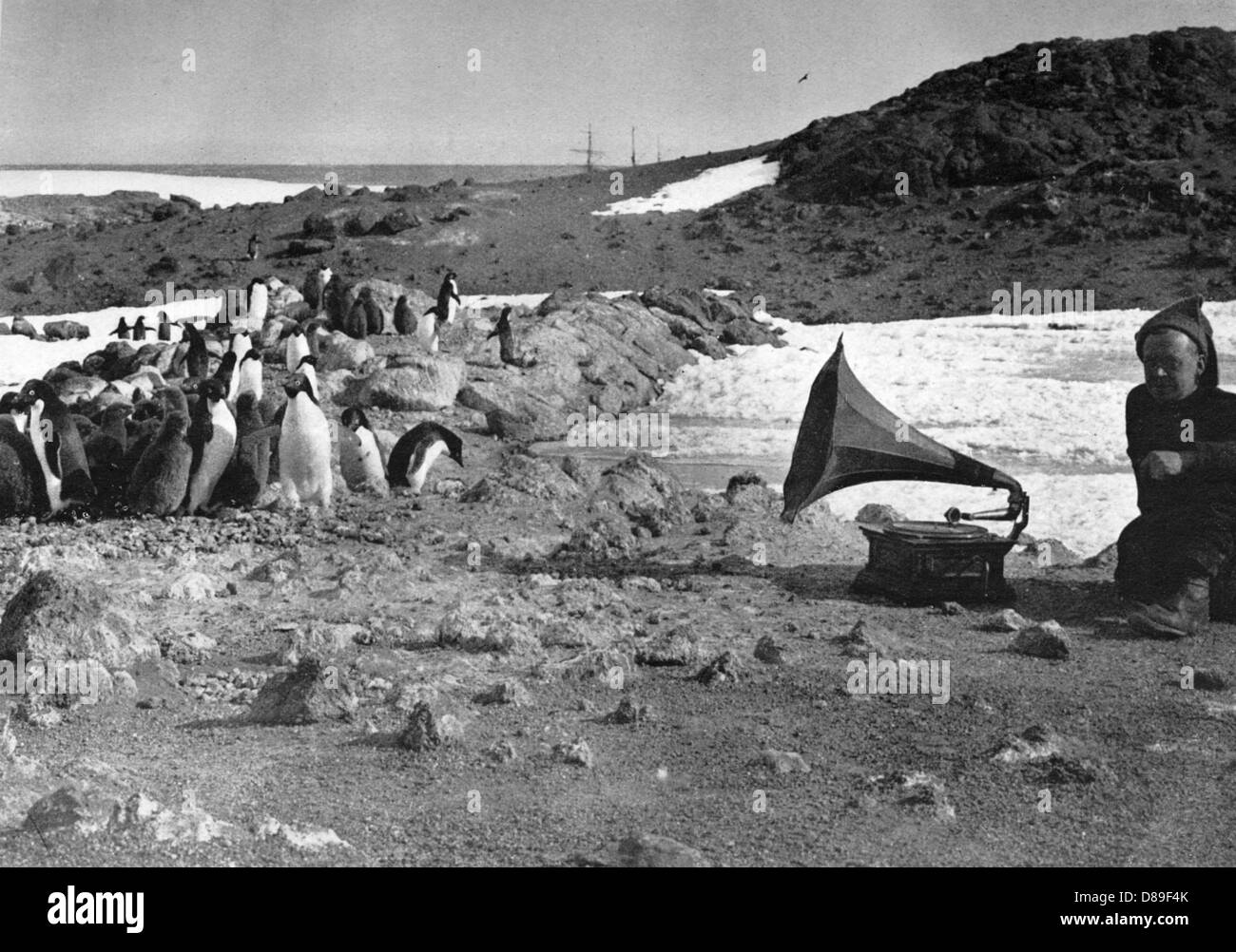 PENGUINS & GRAMOPHONE Stock Photo