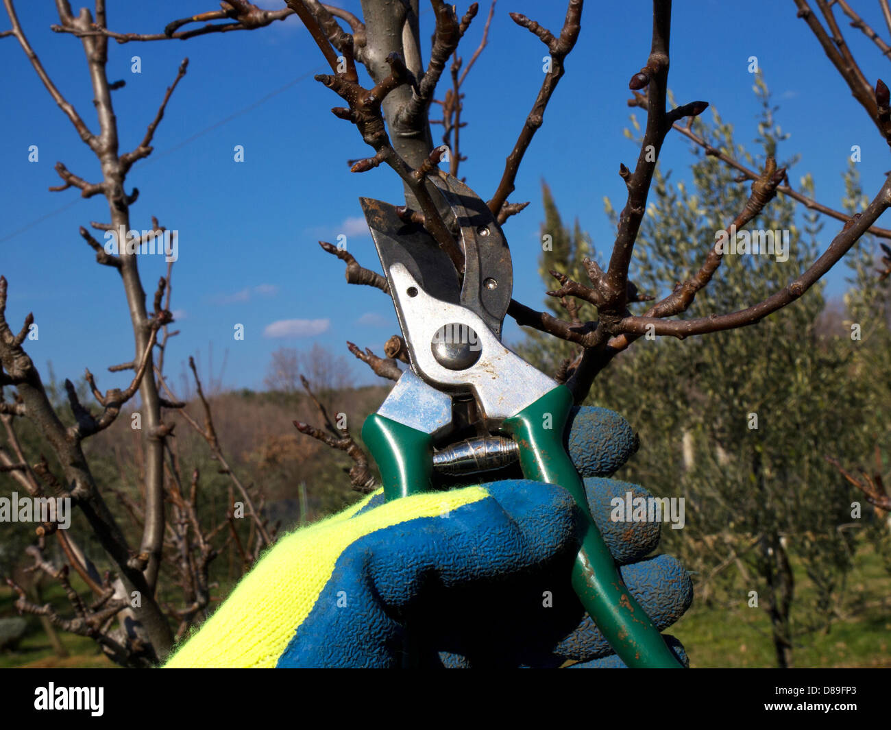 hand with a glove pruning with scissors Stock Photo