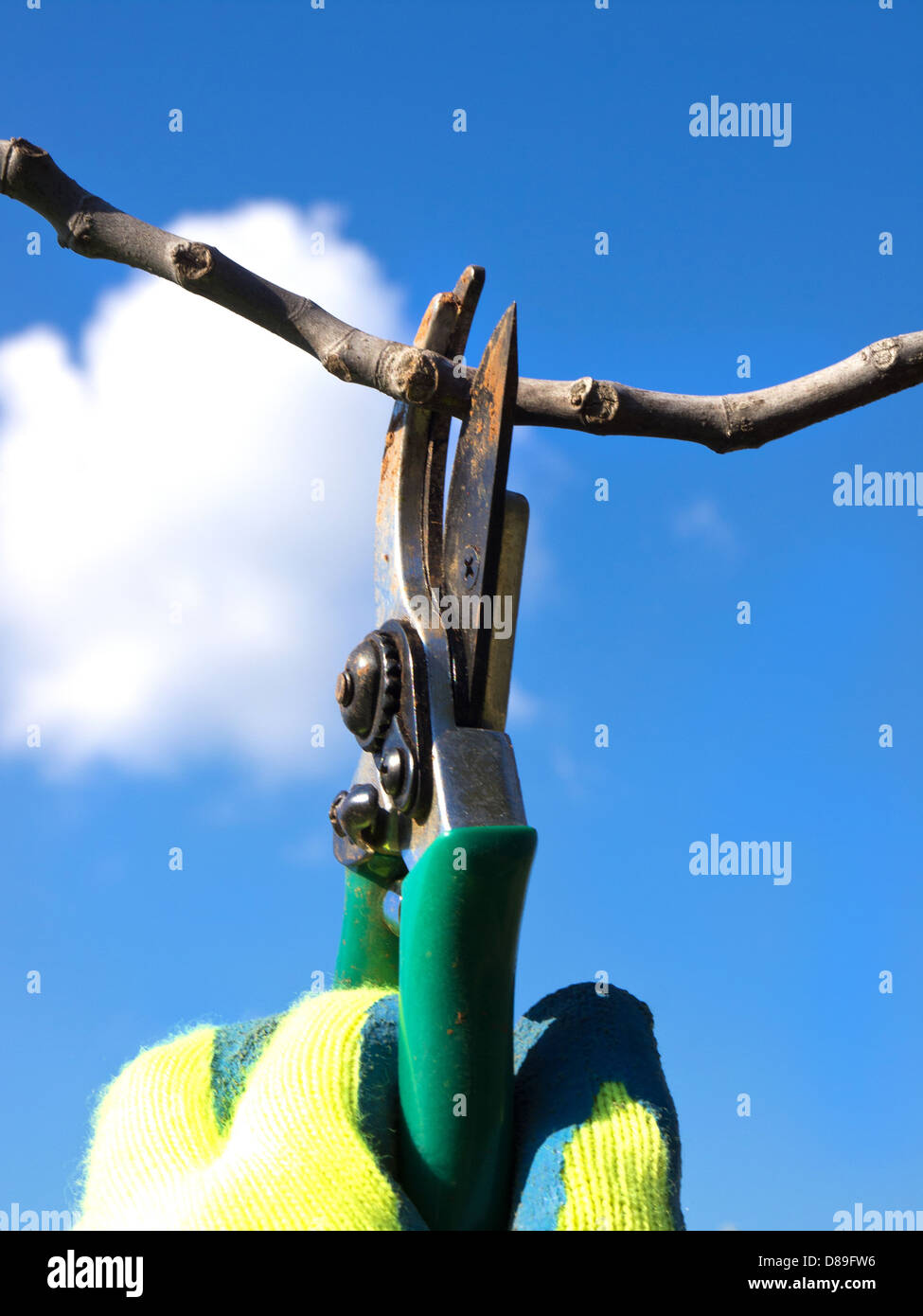 hand with a scissors pruning Stock Photo