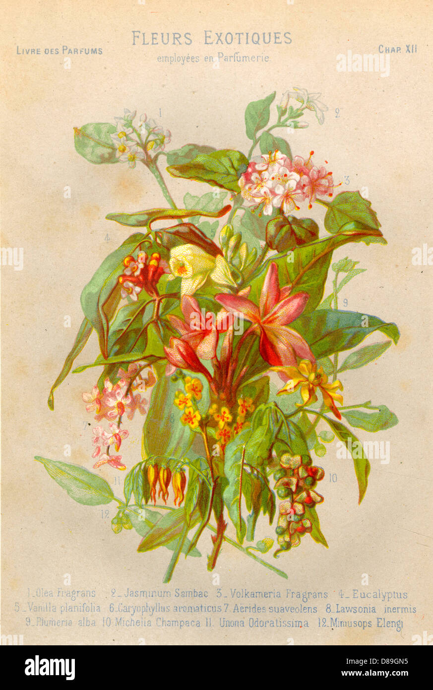 Mimosa Bouquet Flowers Stock Photos Mimosa Bouquet Flowers