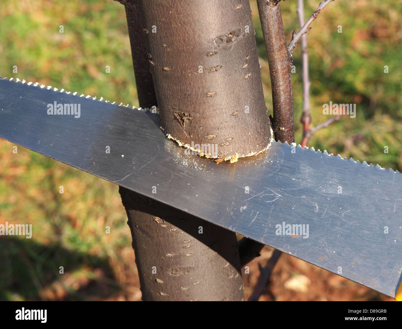 cutting branch of a tree with a saw Stock Photo
