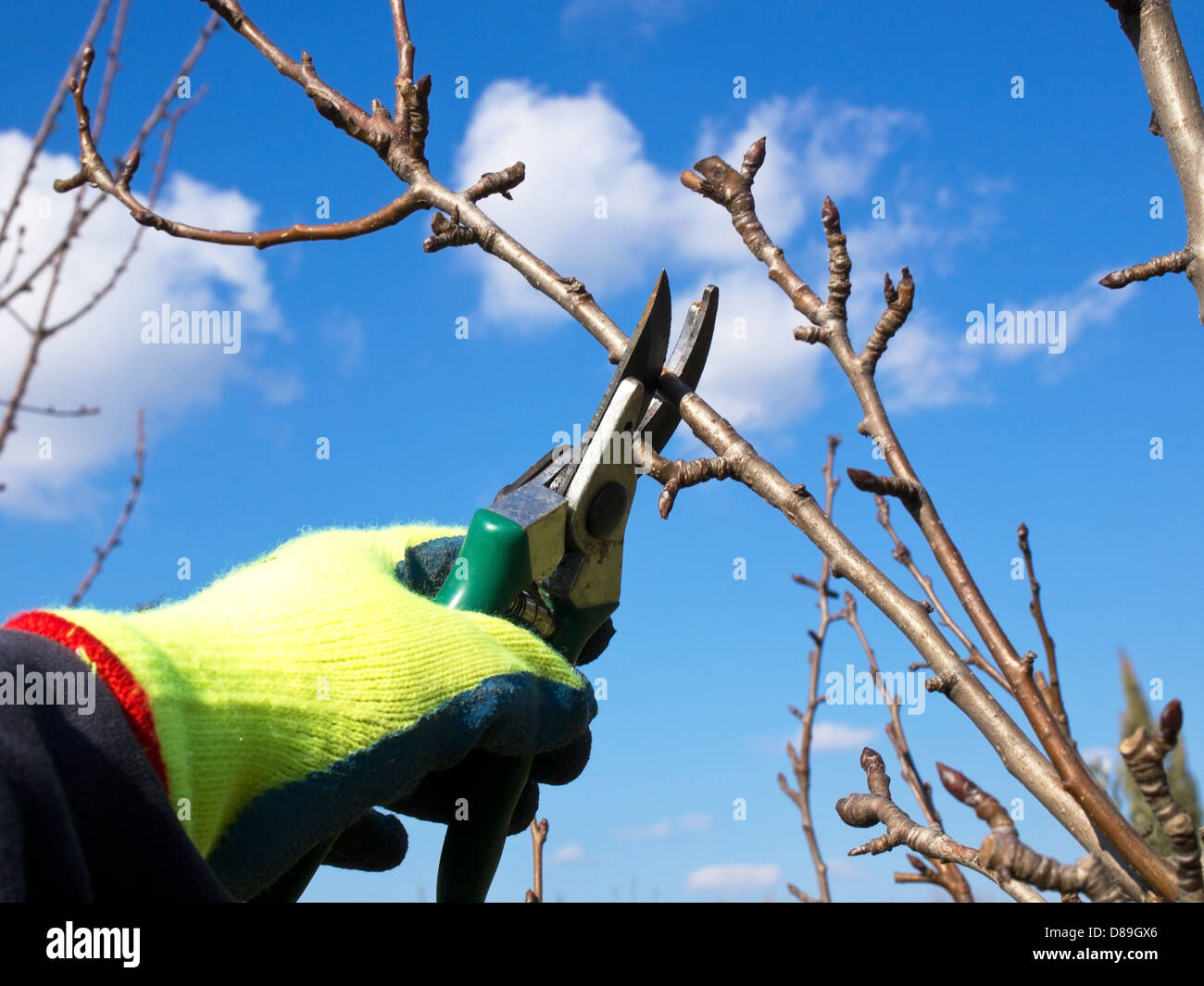 hand with a glowe pruning with a scissors Stock Photo