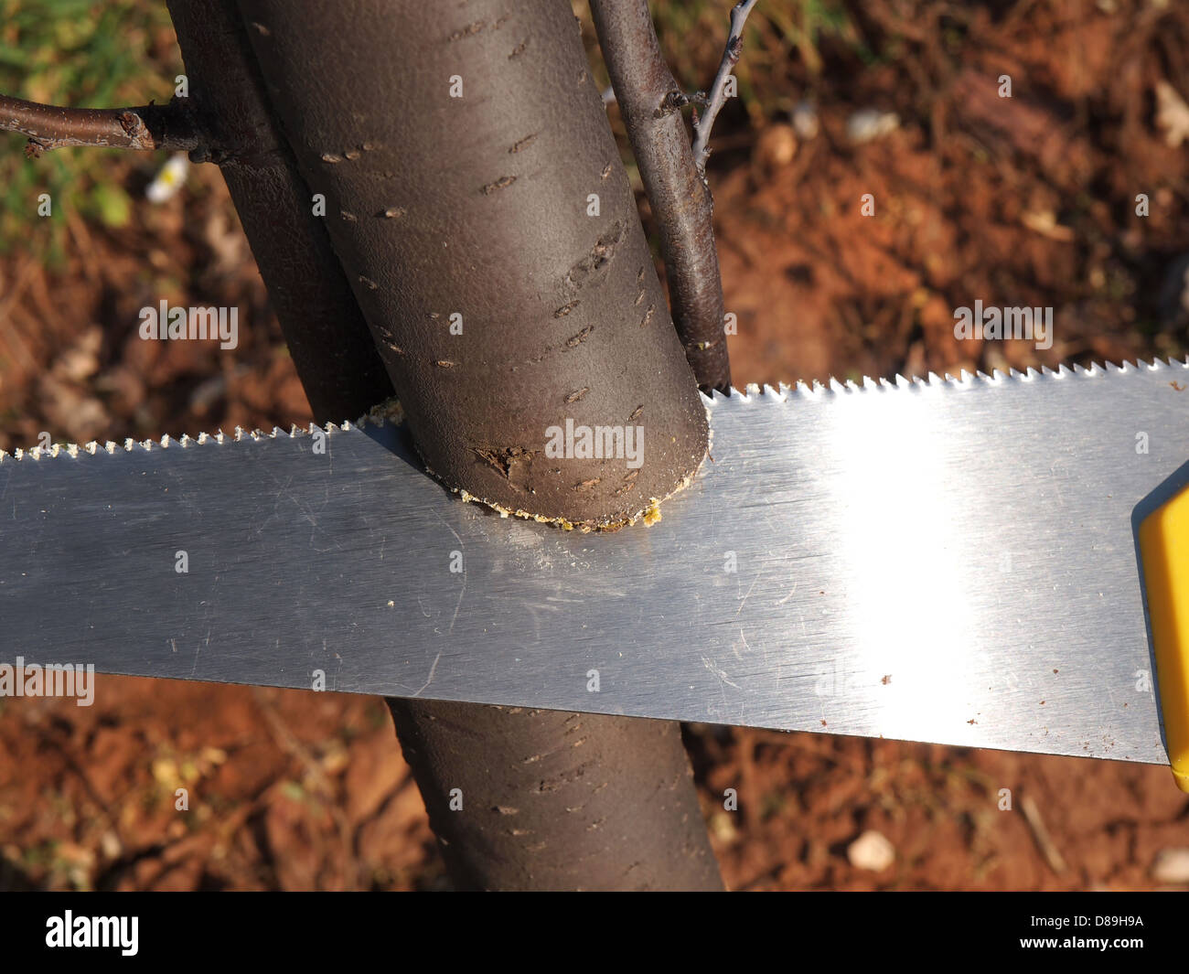 cutting branch with a hand saw Stock Photo Alamy