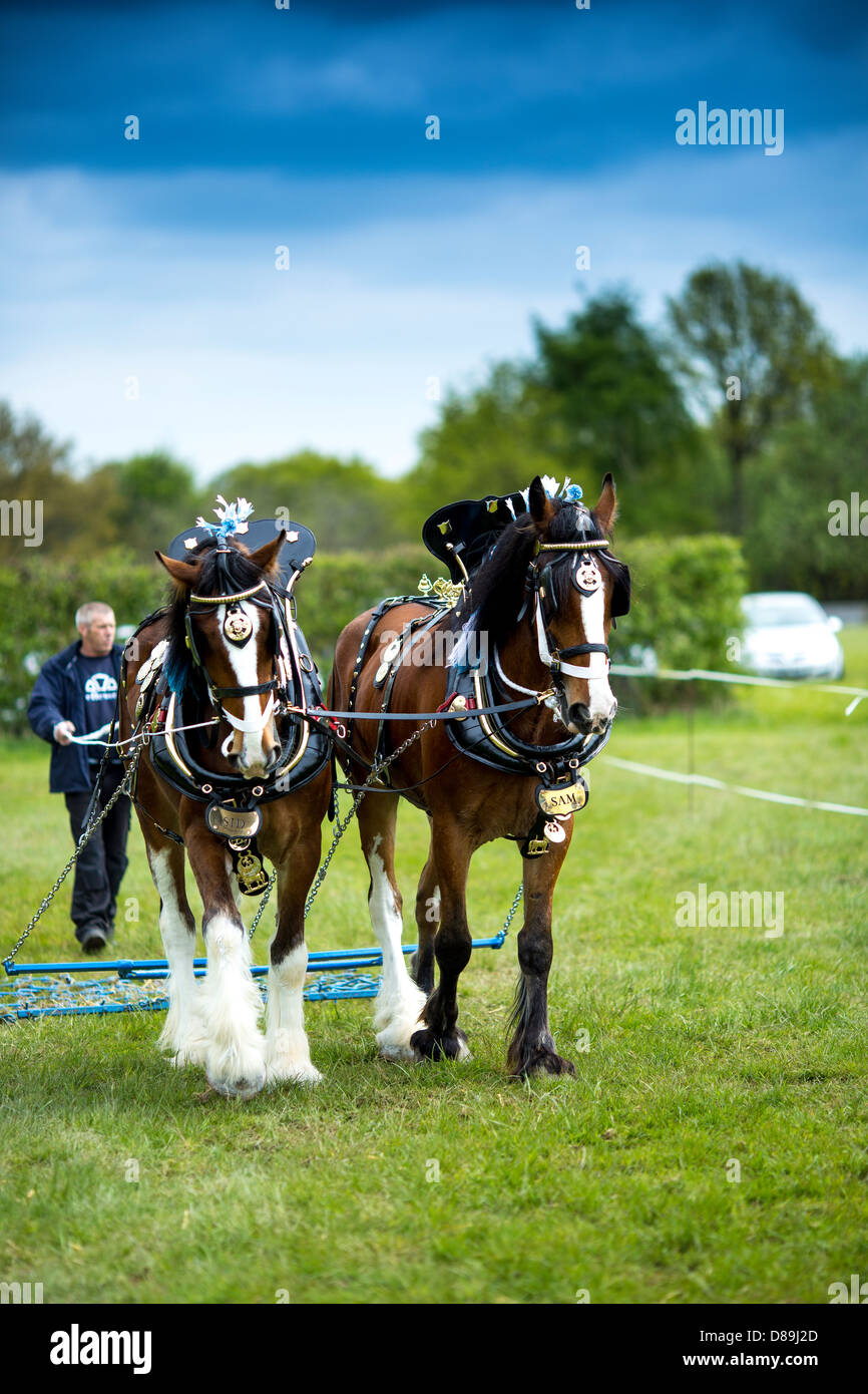 Heavy Horse Cart Horse Draft Horse at a Show East Bysshe Surrey England Stock Photo