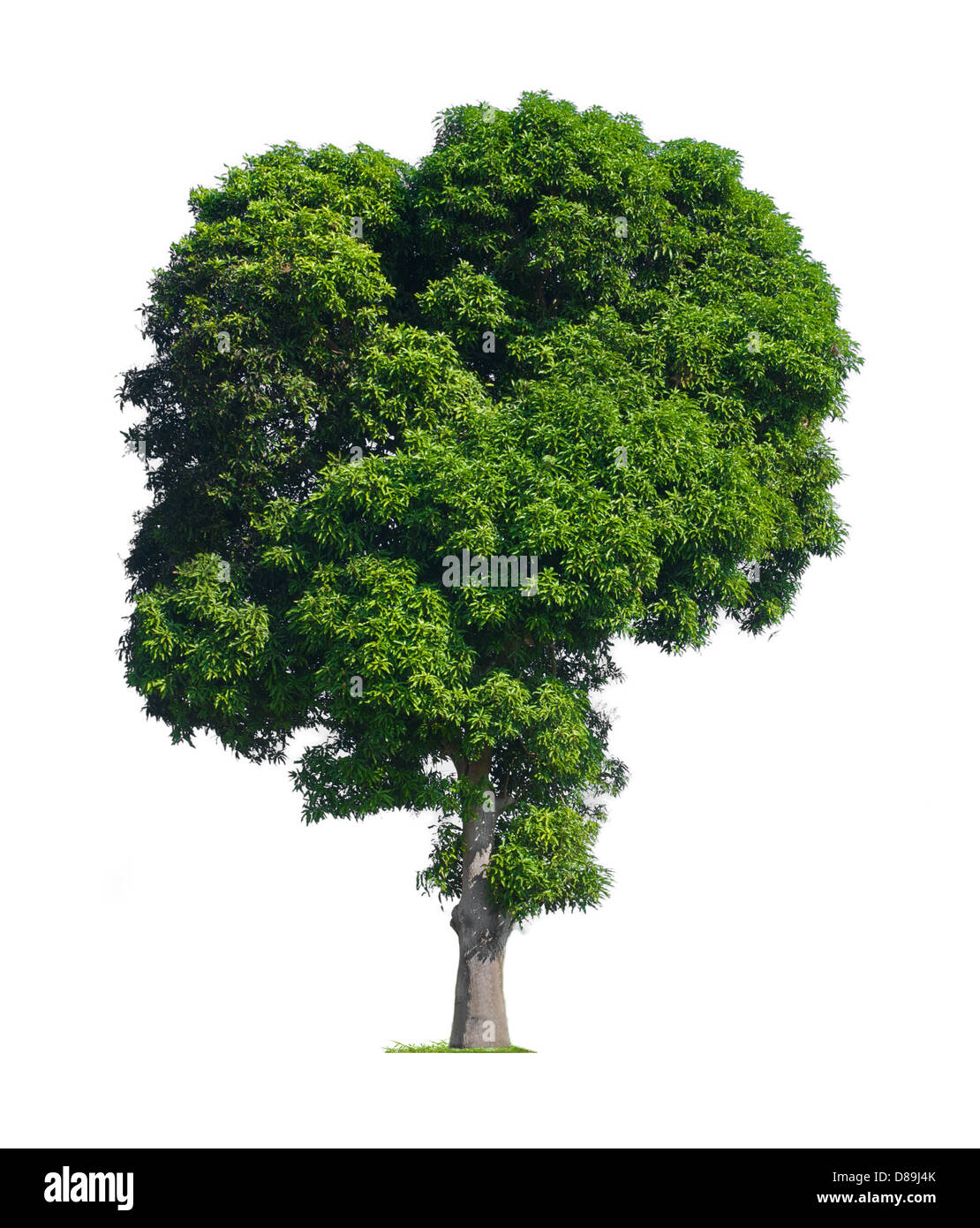 Tree plant leaf hi-res stock photography and images - Alamy