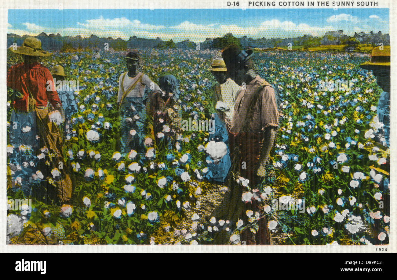 American cotton industry hires stock photography and images Alamy