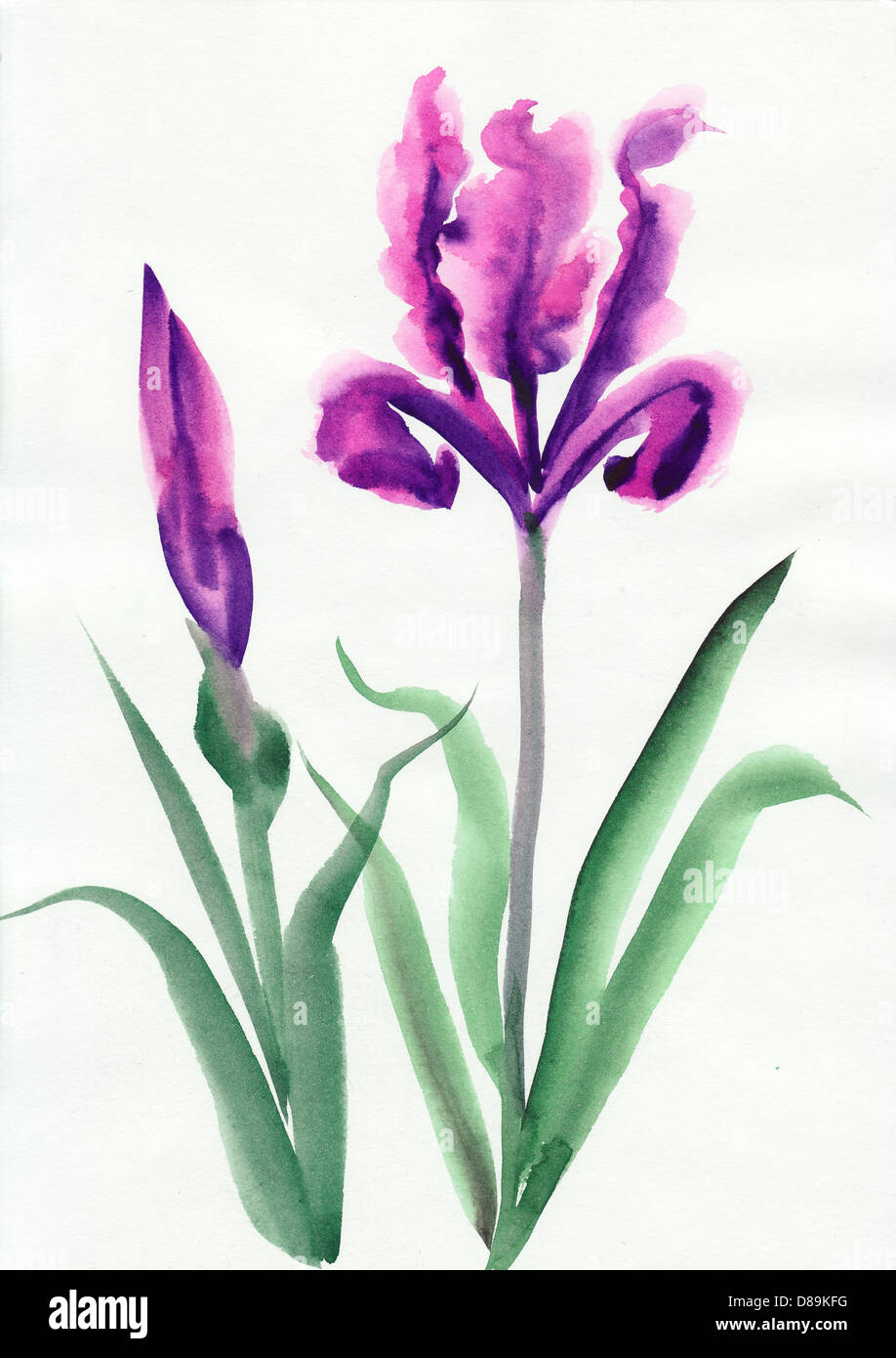 Iris flowers original watercolor painting Stock Photo Alamy