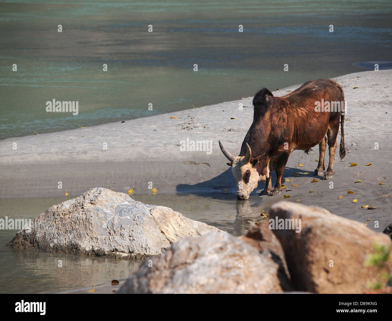 cow drinking water on the sand beach of the ganges Stock Photo