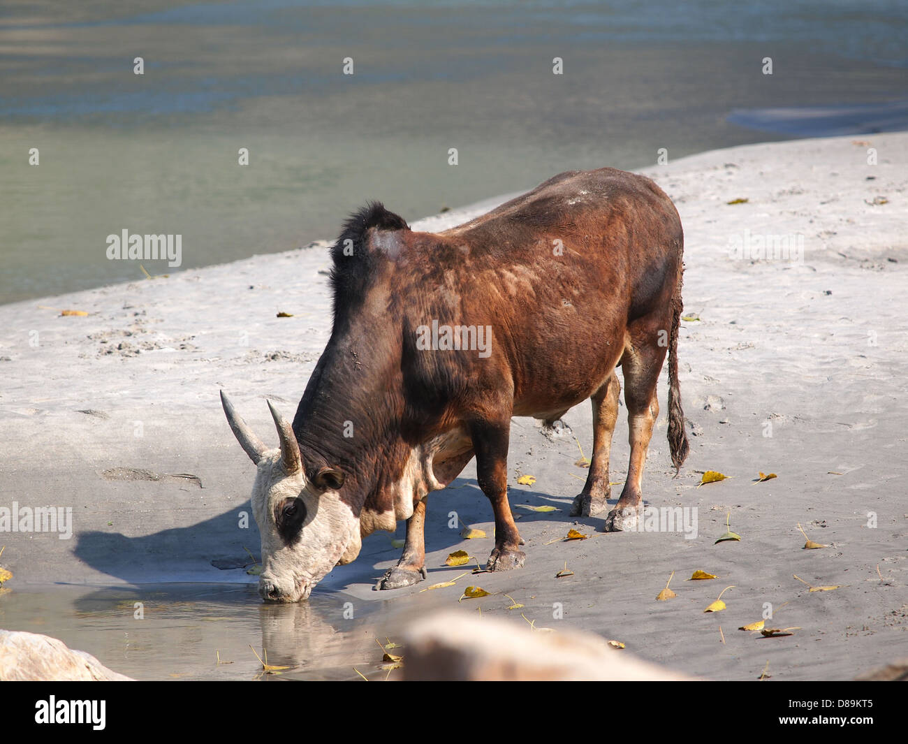 holy cow drinking water on the banks of the ganges river Stock Photo