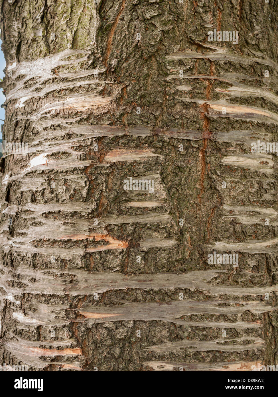 Close up photograph of tree trunk showing texture of tree bark. Stock Photo