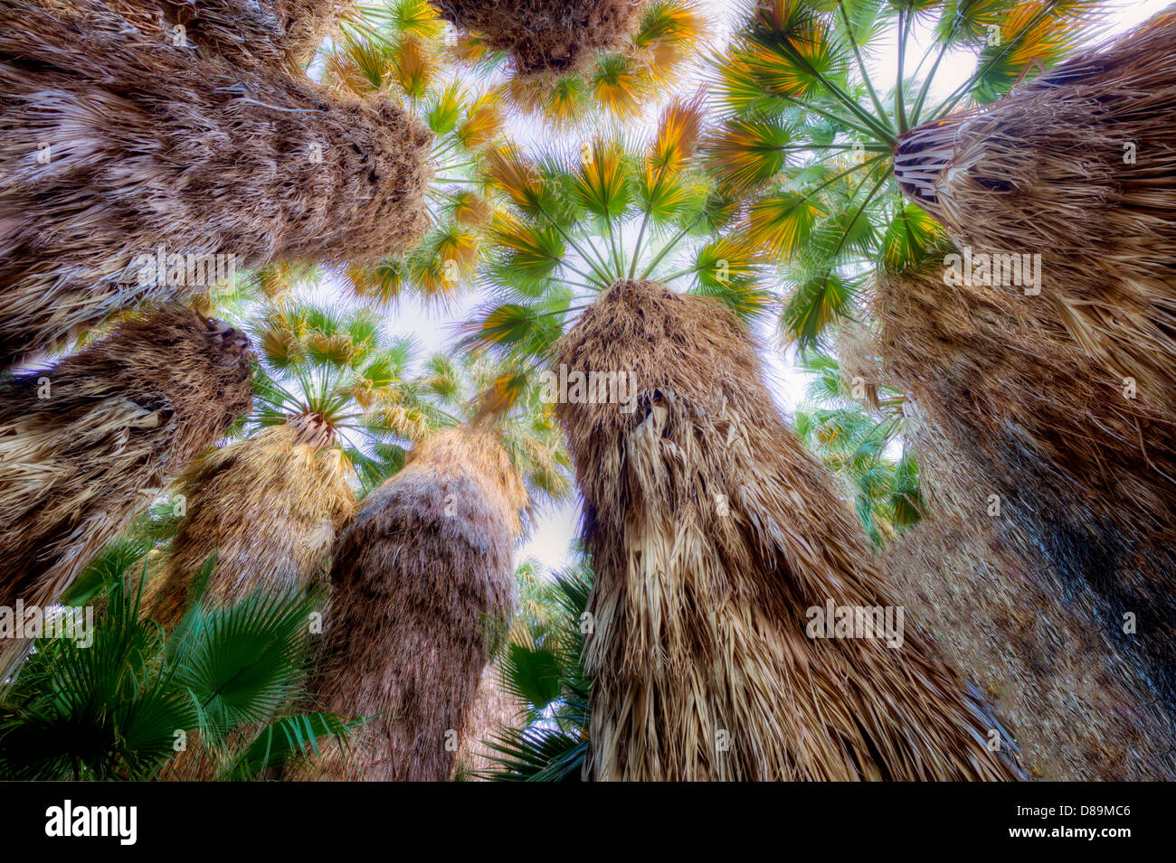 Looking up into grove of California Fan Palm. Coachella Valley Preserve. California Stock Photo