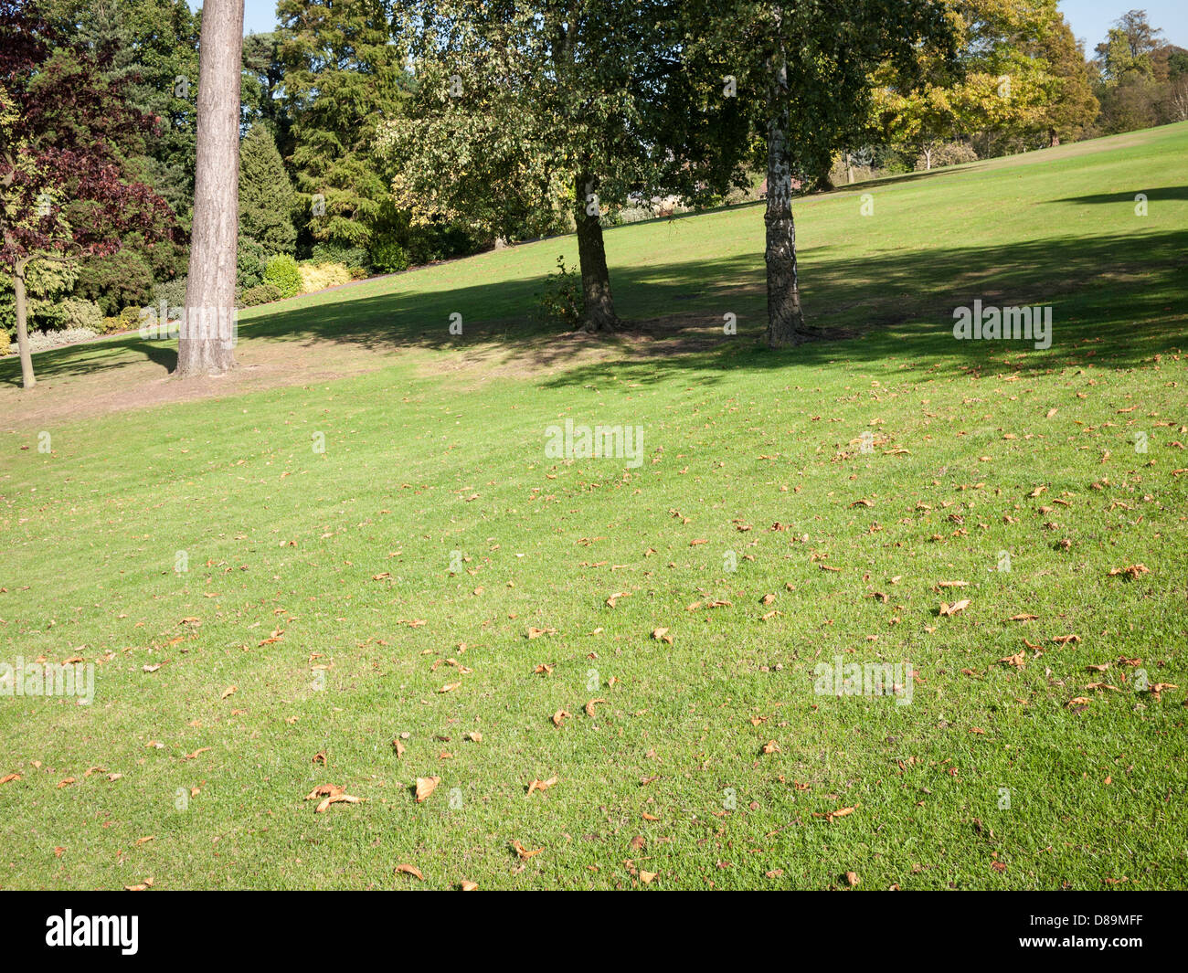 Trees on grassed area in parkland , Hampstead Heath, London Stock Photo