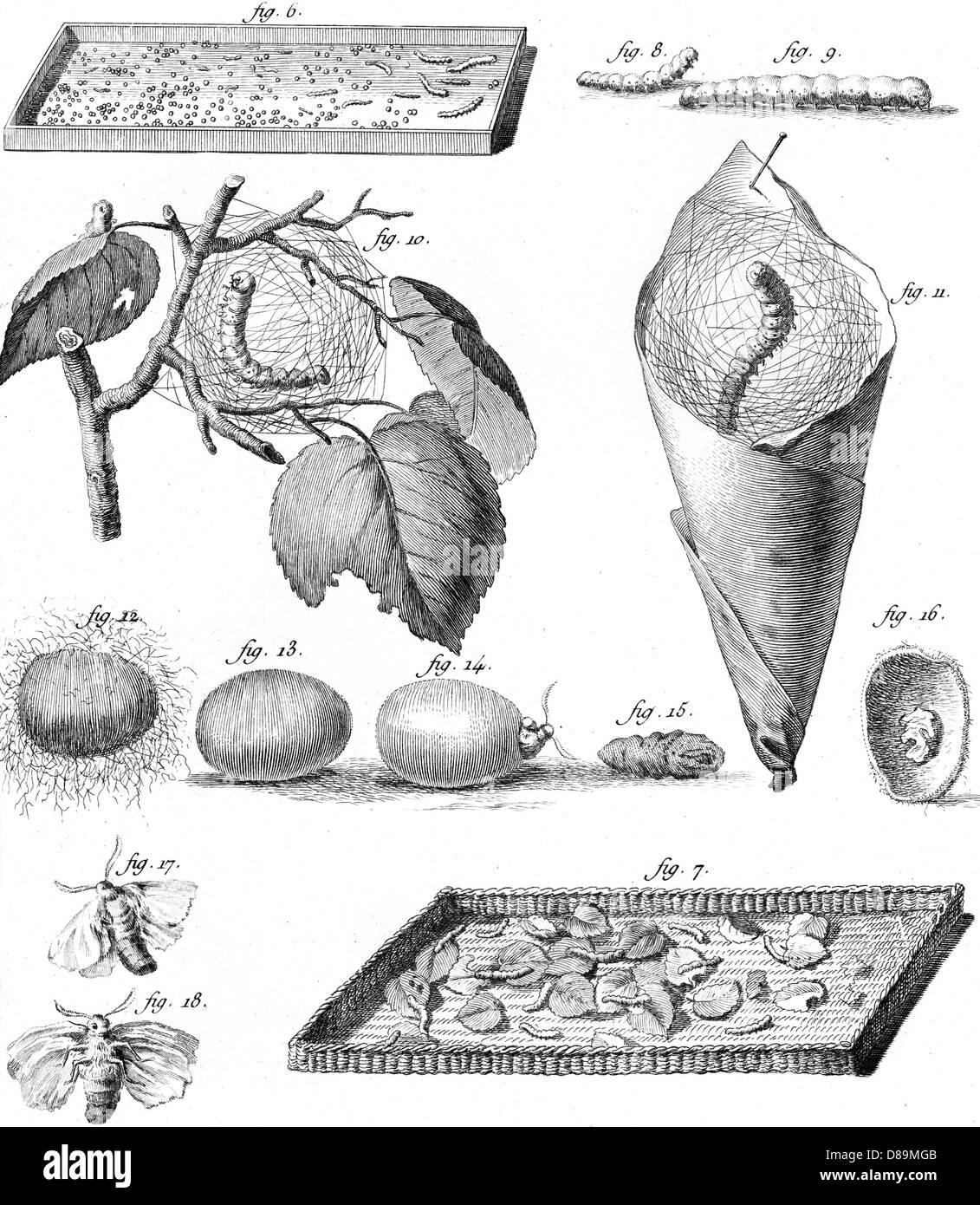 Lifecycle of silkworm hi-res stock photography and images - Alamy
