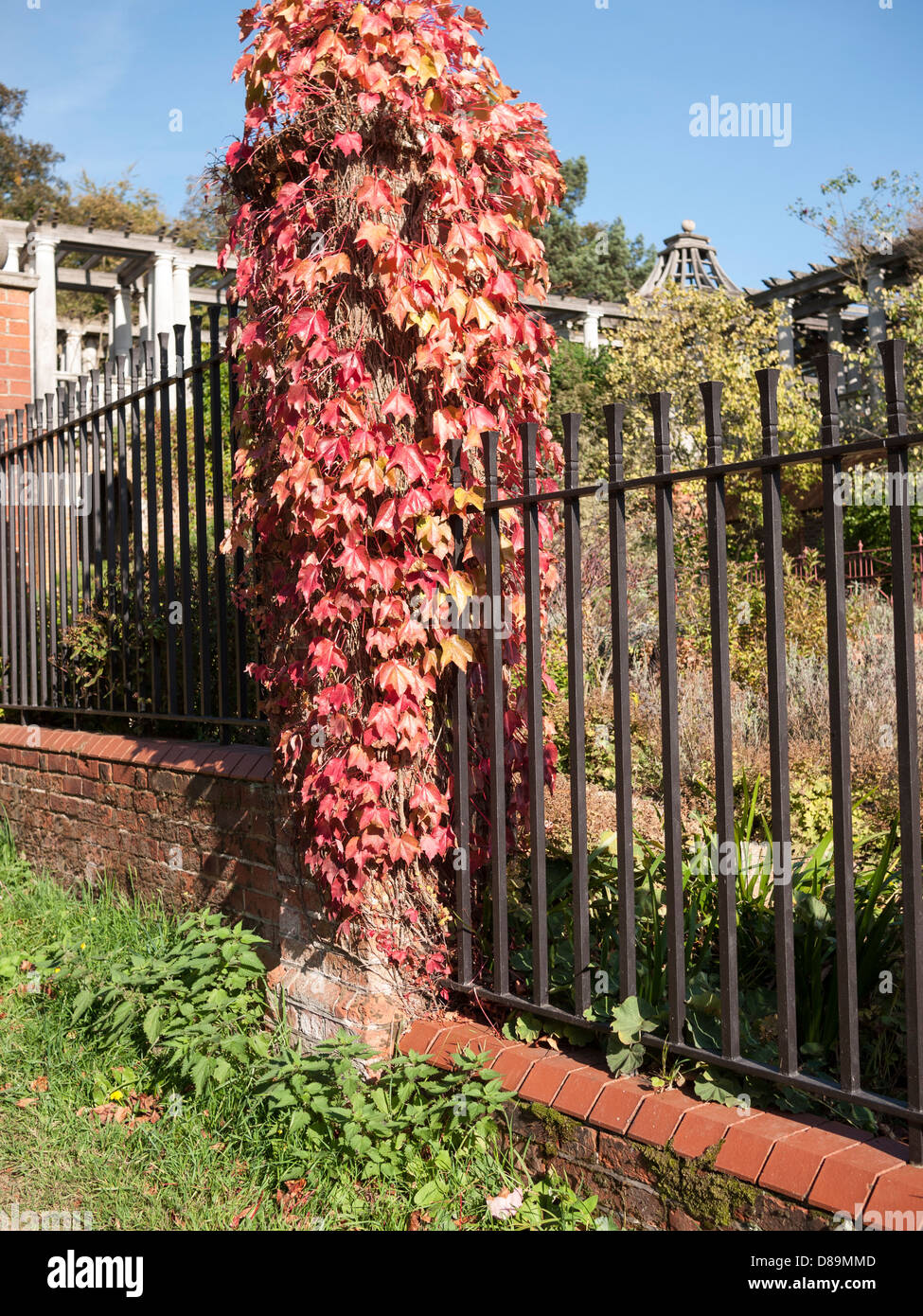 Pergola, Hill Gardens, Golders Green, London, Boston ivy, creeper, Parthenocissus Tricuspidate climbing up wall Stock Photo