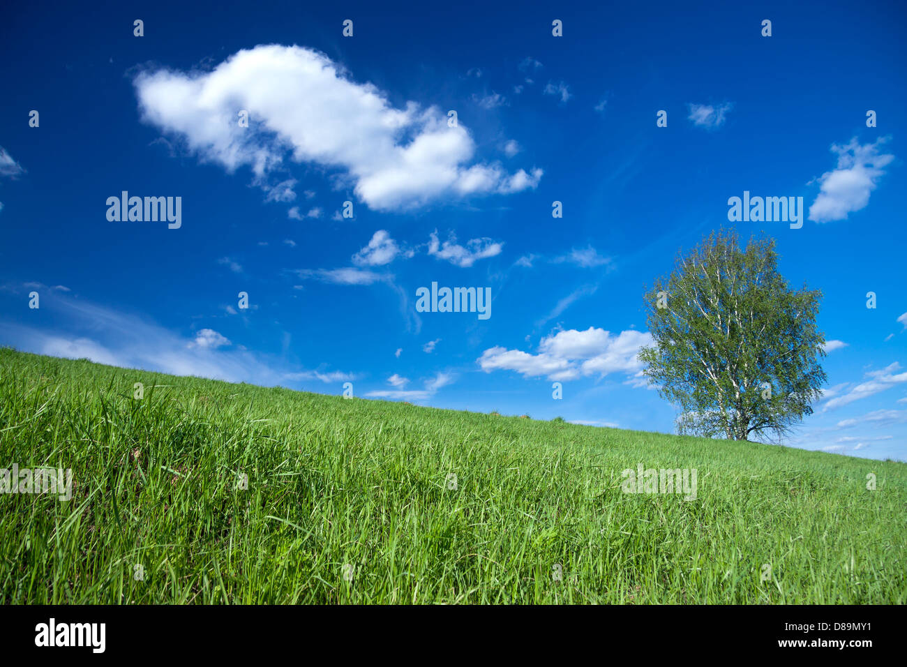 summer landscape with a lonely tree and the blue sky Stock Photo - Alamy