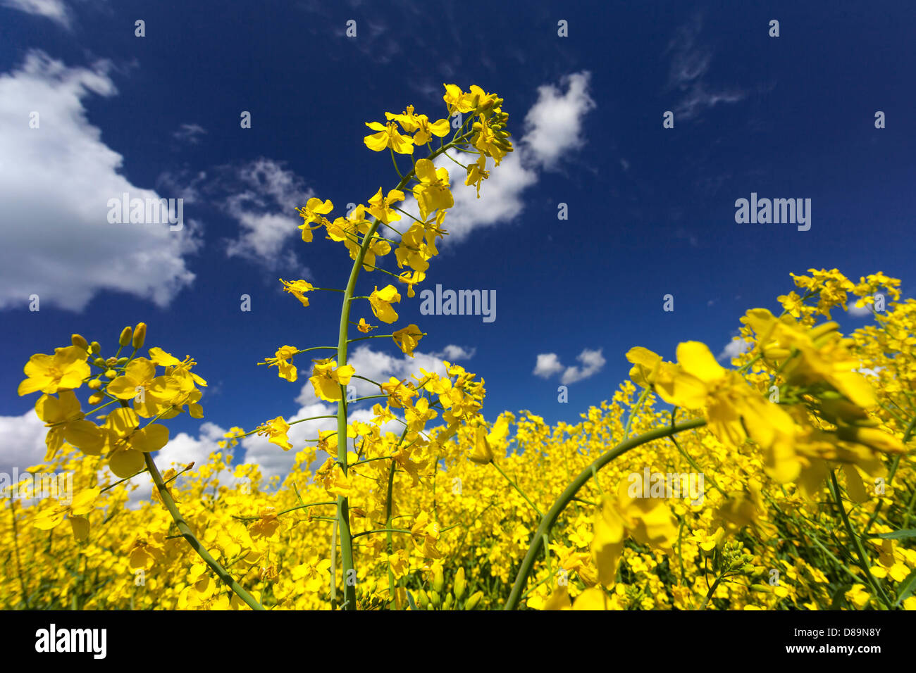 Germany/Saxony/Marsdorf, fresh yellow fields of canola in Marsdorf near Dresden, 12 May 2013