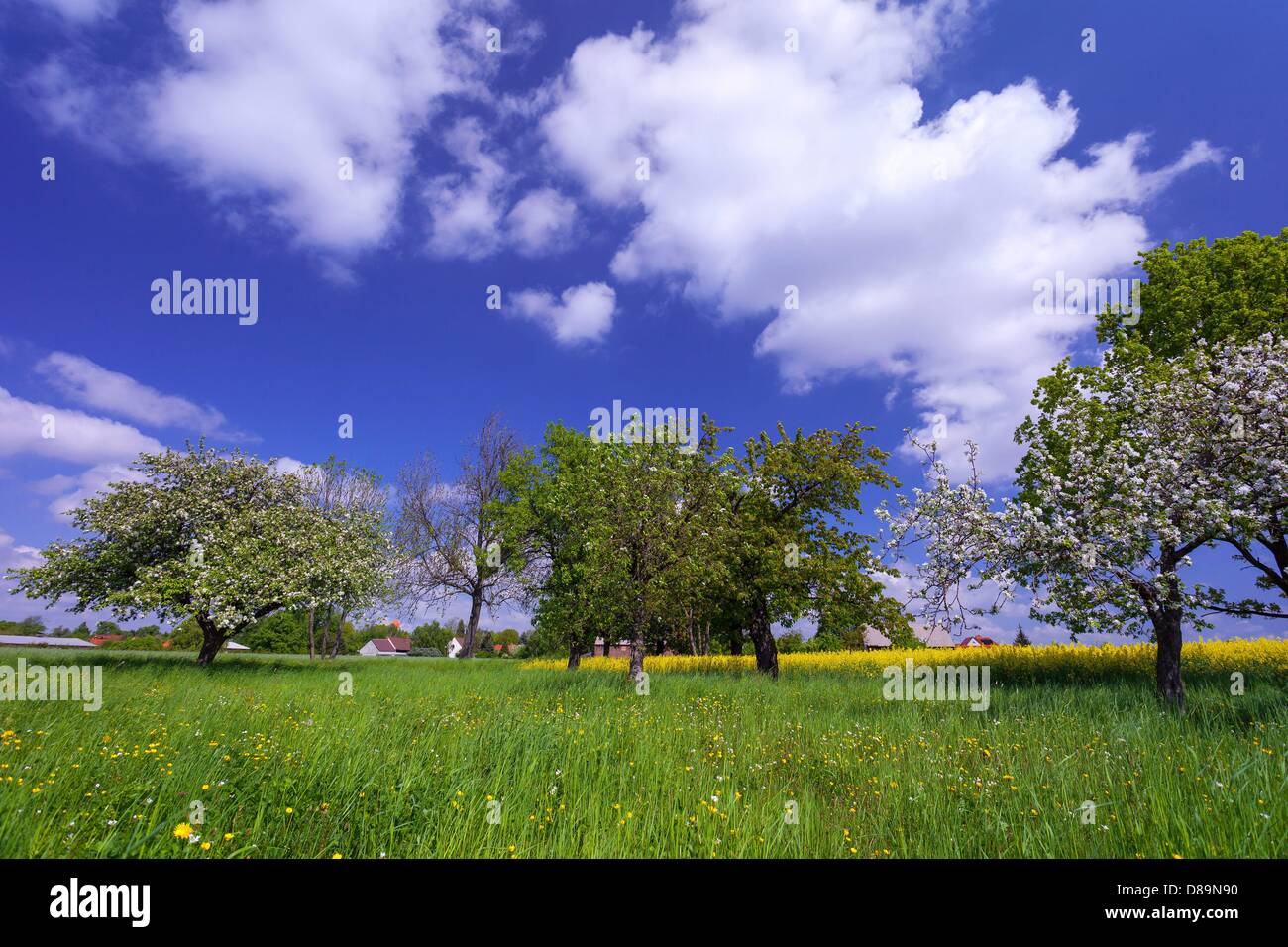 Germany/Brandenburg/Proschim, blooming apple trees on a springlike lawn in Brandenburg, 13 May 2013 Stock Photo