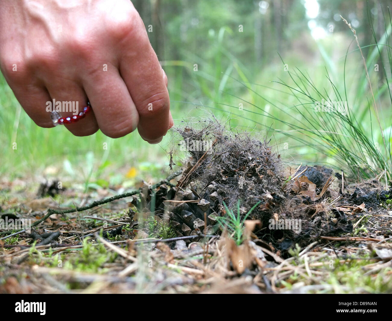 A woman discovered Wolf excrement in the forest near Bad Muskau in the Lausitz (Brandenburg). Stock Photo